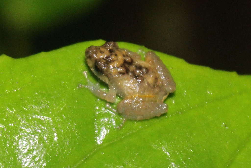 Pichincha Robber Frog