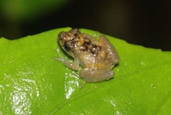 Pristimantis parvillus