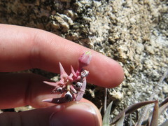 Dudleya saxosa