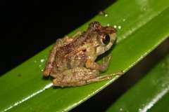 Pristimantis sobetes