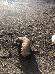 Dynastes tityus