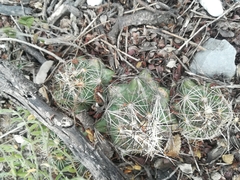 Coryphantha neglecta
