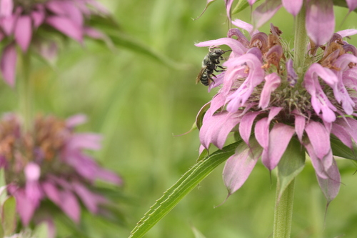 Osmia subfasciata
