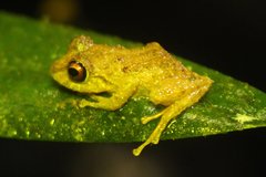 Pristimantis sobetes