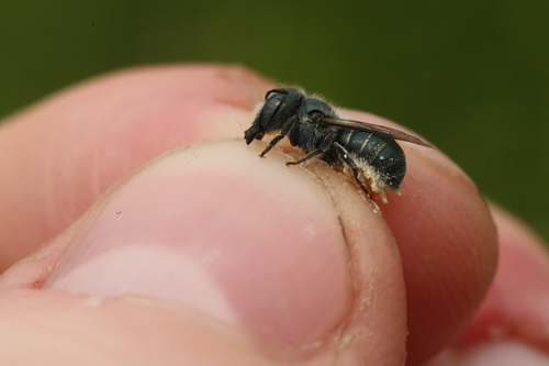 Osmia subfasciata