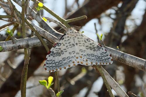 Caloschemia pulchra