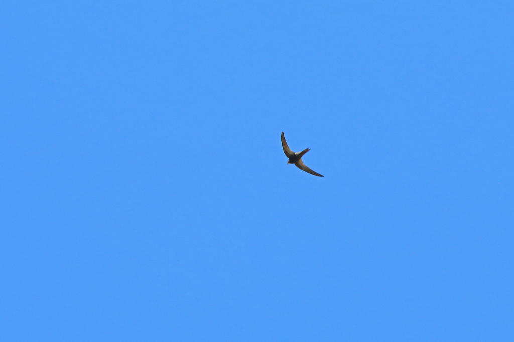 Malagasy Black Swift