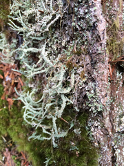 Cladonia multiformis