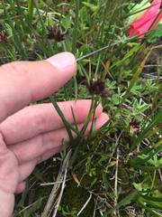 Juncus phaeocephalus