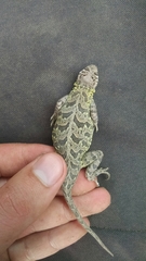 Holbrookia subcaudalis