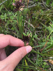 Juncus phaeocephalus