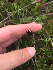 Juncus phaeocephalus