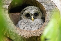 Barred Owl photo 5