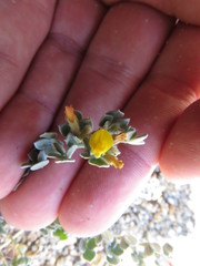 Acmispon argophyllus