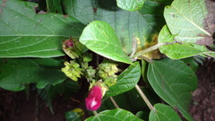 Amphilophium paniculatum