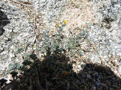 Acmispon argophyllus