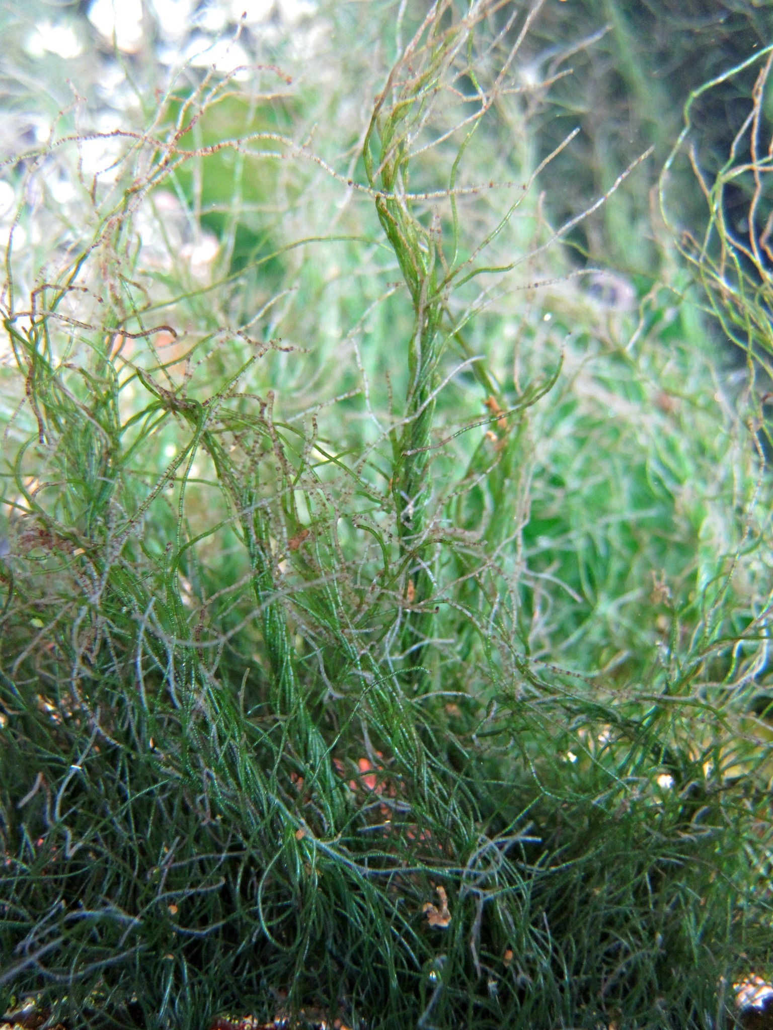 Chaetomorpha aerea