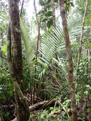 Malagasy Royal Palm (Ravenea hypoleuca)