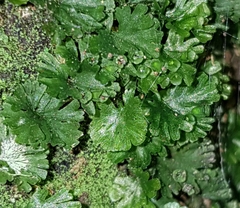 Crepidomanes minutum