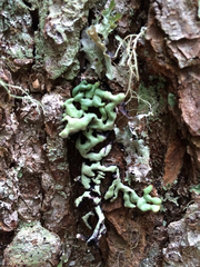 Hypogymnia rugosa
