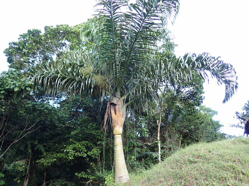 Tavilo palm (Dypsis prestoniana)