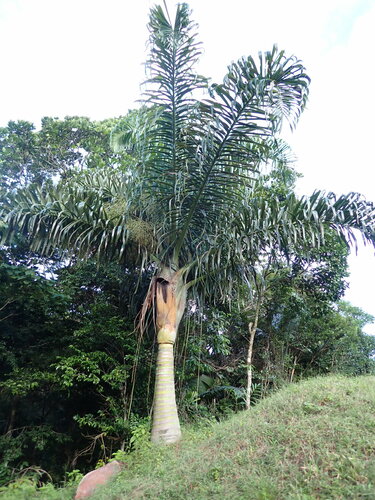 Image of Dypsis prestoniana by (c) Louis Aureglia, some rights reserved (CC BY)