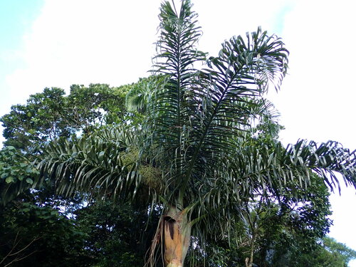 Image of Dypsis prestoniana by (c) Louis Aureglia, some rights reserved (CC BY)