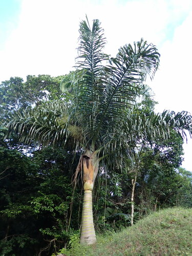 Image of Dypsis prestoniana by (c) Louis Aureglia, some rights reserved (CC BY)
