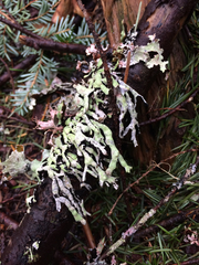 Hypogymnia occidentalis