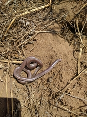 Rena humilis humilis