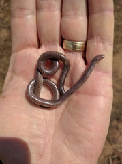 Rena humilis humilis