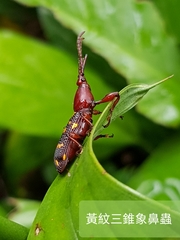 Baryrhynchus poweri