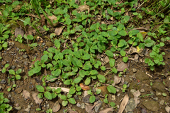 Bonnaya ruelloides