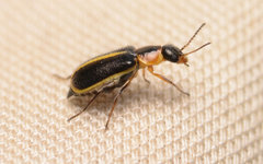 Attalus circumscriptus