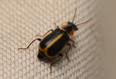 Attalus circumscriptus