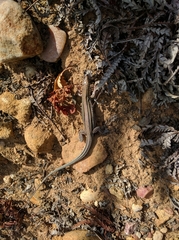 Aspidoscelis hyperythrus beldingi