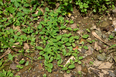 Bonnaya ruelloides