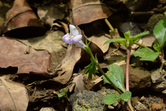 Bonnaya ruelloides