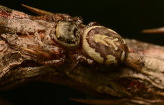 Pelegrina pervaga