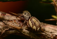 Pelegrina pervaga