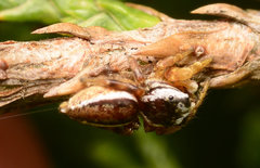 Pelegrina pervaga