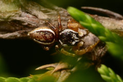 Pelegrina pervaga