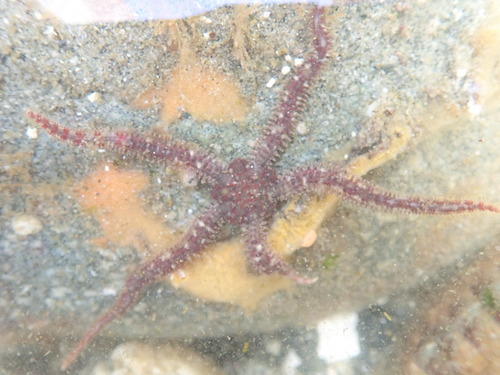Ophiopholis aculeata