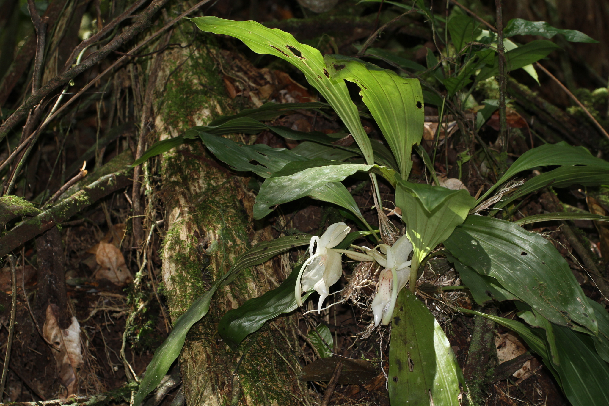 Imagem de Orquídea-tigre
