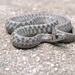 Dekay's Brownsnake - Photo (c) Dsmiami, some rights reserved (CC BY-NC), uploaded by Dsmiami