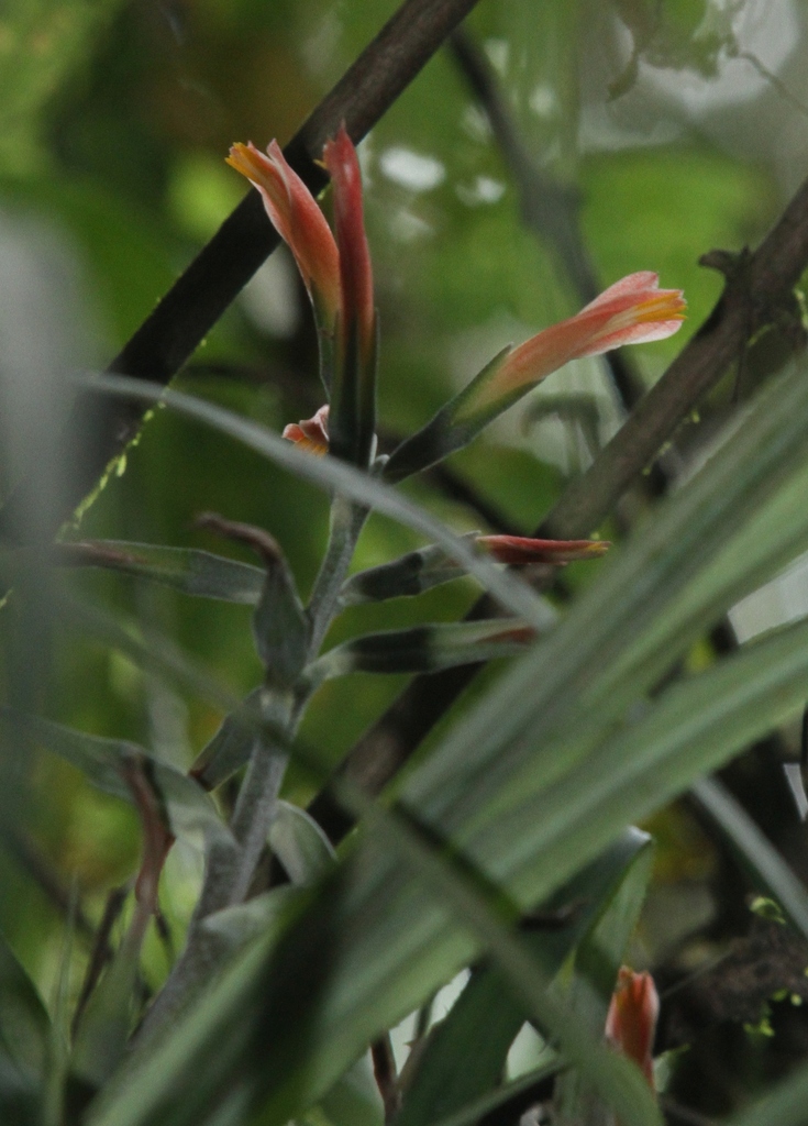 Pitcairnia caricifolia