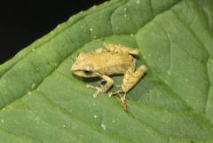 Pristimantis quinquagesimus