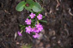 Primula angustifolia