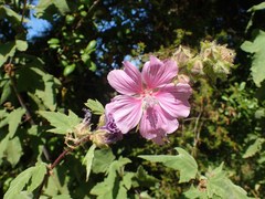 Malva olbia