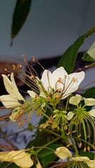 Crateva adansonii formosensis